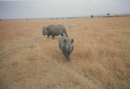 Kenya Rhinos 3 1987